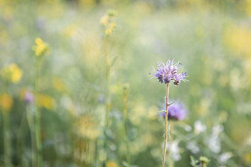 Fleur sauvage sur Danique Habets