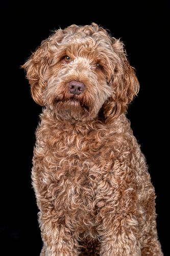 Australian Cobberdog