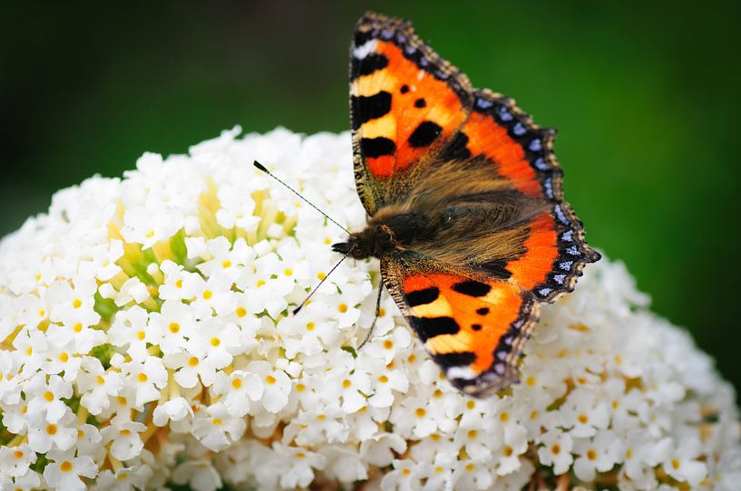Vlinder op vlinderstruik van Thomas Poots