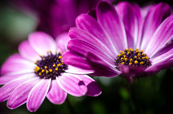 Rosa Gänseblümchen