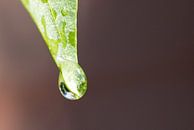 Druppel van Kaatje Fotografie thumbnail
