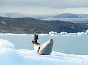 Refroidissement des phoques sur un iceberg en Islande par Teun Janssen Aperçu