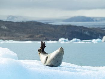 Robbe beim Chillen auf einem Eisberg in Island