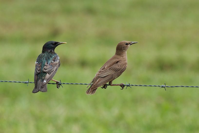 Male and Female Starling by Dennis Schaefer