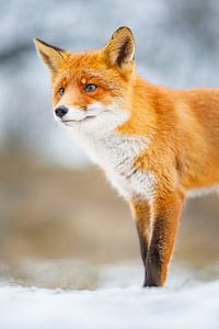 renard dans la neige sur Pim Leijen