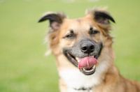 Hond in het park spelen
