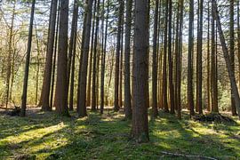 Bäume im Veluwewald von Merijn Loch