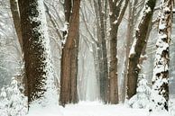 Winter 2021 #2 van Lars van de Goor thumbnail