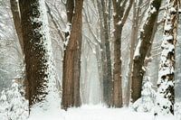 Winter 2021 #2