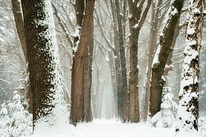 Hiver 2021 #2 sur Lars van de Goor