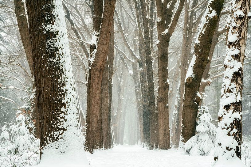Winter 2021 #2 van Lars van de Goor