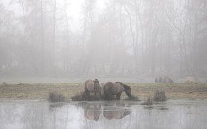 Konik-Pferde hinter der Ennemaborg II