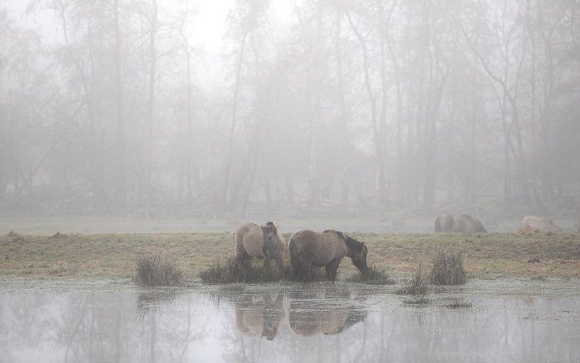 Konik-Pferde hinter der Ennemaborg II von Peter Kuipers