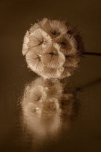 A warm autumnal atmosphere in a minimalist still life – A dried flower with a reflection