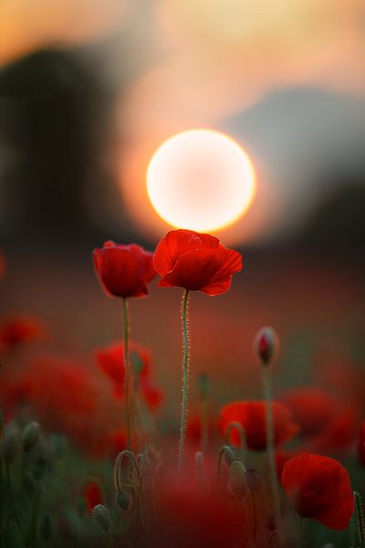 evening poppy by Sabine Böke-Bergau