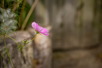 Floraison tardive sur Angeline van de Kerkhof