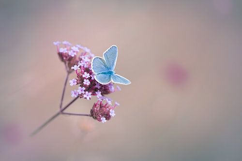 Papillon bleu sur une fleur rose