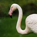 Europäischer Flamingo : Königlicher Bürgerzoo von Loek Lobel Miniaturansicht