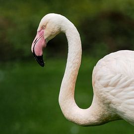 European Flamingo : Royal Citizens' Zoo by Loek Lobel