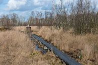 Grenspaal in natuurreservaat het Wooldse veen in Winterswijk par Tonko Oosterink Aperçu