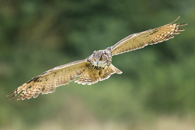 Uhu im Flug über Heuhaufen von Jeroen Stel