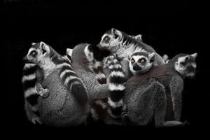 A lot cat lemurs gathered in a heap by Michael Semenov