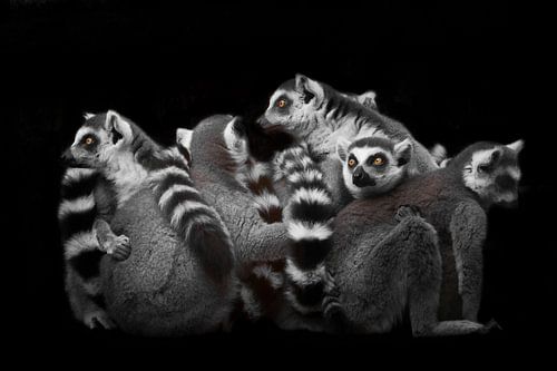 A lot cat lemurs gathered in a heap