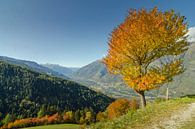 Eenzame herfstboom in de Alpen van Zuid-Tirol van Sean Vos thumbnail