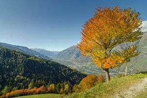 Einsamer Herbstbaum in den Südtiroler Alpen