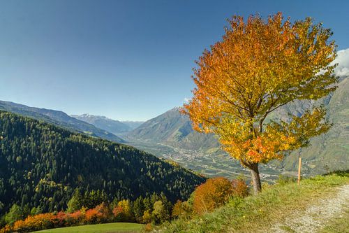 Arbre solitaire d'automne dans les Alpes du Tyrol du Sud