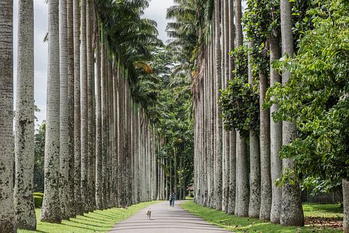 Wandelen langsplambomen