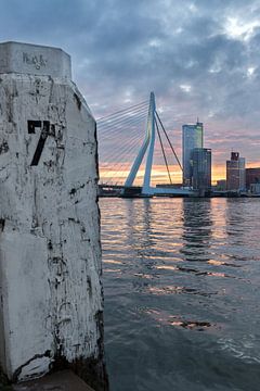 Erasmus bridge from the quay by Prachtig Rotterdam