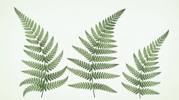 Emerald Forest Ferns: Elegant Watercolor Fern Fronds Study by Syapaat syapaat