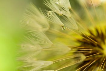 Taraxacum officinale