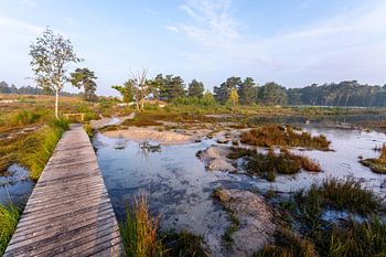 Wanderweg über das Moor in der Brunssumer Heide!