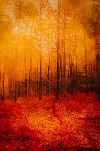 De zon breekt door het bos