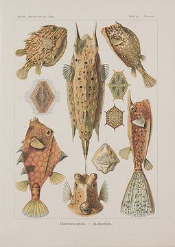 Discomedusae, Kunstformen der Natur, E.Haeckel, 1904 - Sammlung Teylers Museum von Teylers Museum
