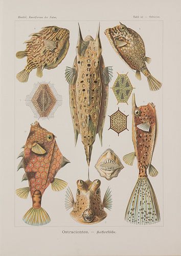 Discomedusae, Kunstformen der Natur, E.Haeckel, 1904 - Collectie Teylers Museum