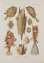 Discomedusae, Kunstformen der Natur, E.Haeckel, 1904 - Teylers Museum Collection by Teylers Museum thumbnail
