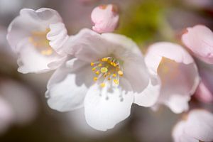 Die Kirschblüte blüht.