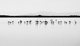 Pink Flamingos by JA Art Photography