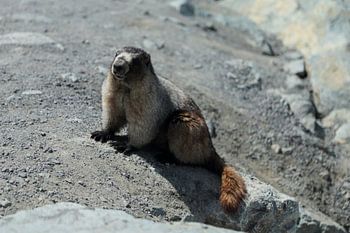 Murmeltier in Canada