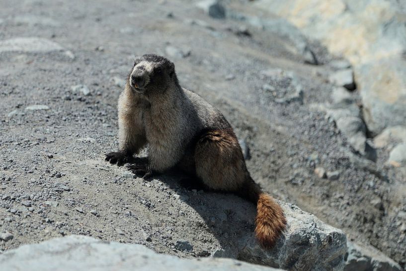 Murmeltier in Canada by Carin van der Aa