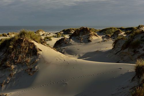 Dune landscape in morning light