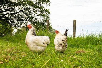 Hühner und Hahn in der Natur von Roland de Zeeuw fotografie