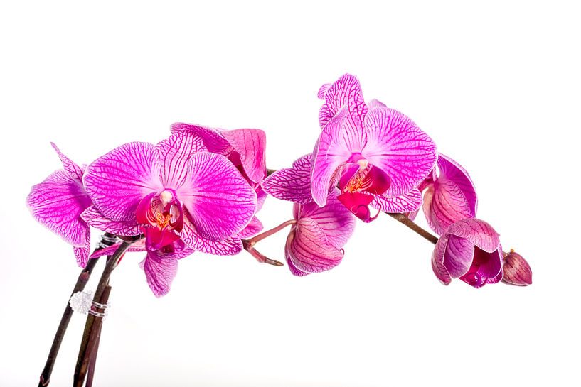 Orchidée par Angelika Stern