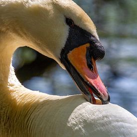 Cygne tuberculé sur Holger Felix