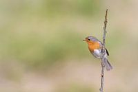 Robin