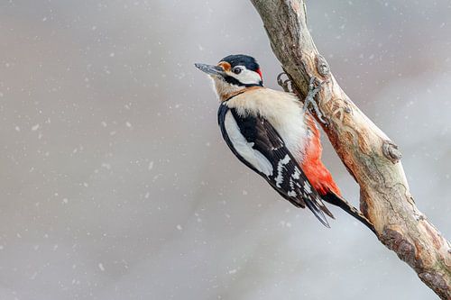 Spotted Woodpecker