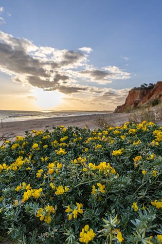 Zonsondergang op het zandstrand Praia da Falésia. Gele bloemen op een klif in Albufeira, Portugal